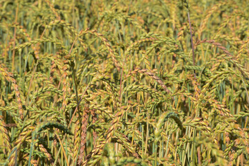 Dinkel  in der Kornbildung,  dichter sauberer Bestand, Beginn der Abreife,  Feld,  Feldausschnitt,  Feldrand, Feldlandschaft