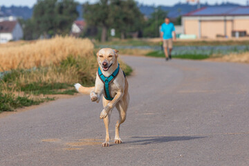 happy dog running towards fotographer