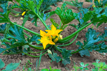 detail of a zucchini plant with big blossoms