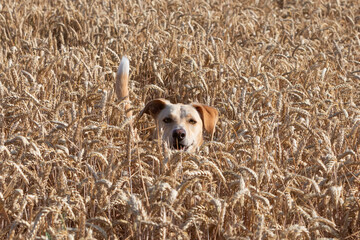 dog stands amids a wheat field