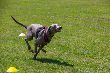 weimaraner hunting dog running full speed