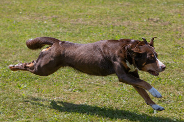 dog running in full speed