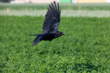 crow flying over green fields