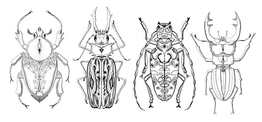 Decorative beetles, linear graphic illustration