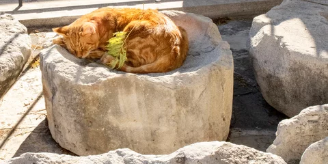 Gordijnen Cat In The Ruins Of Limassol Cyprus  © Nathan