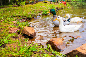 Fototapeta premium Enten schnattern am Rand eines See