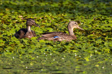 ducks swimming in weed covered pond
