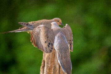 Mourning Doves flying unto perch