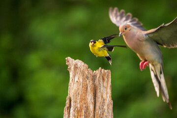 Male Goldfinch flees from a dove