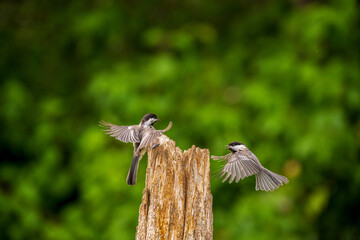 Black Capped Chickadees disputing in summer