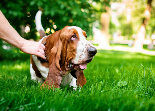 A dog of the basset hound breed stands on green grass against a background of trees. The owner is holding him by the collar. The photo is blurred