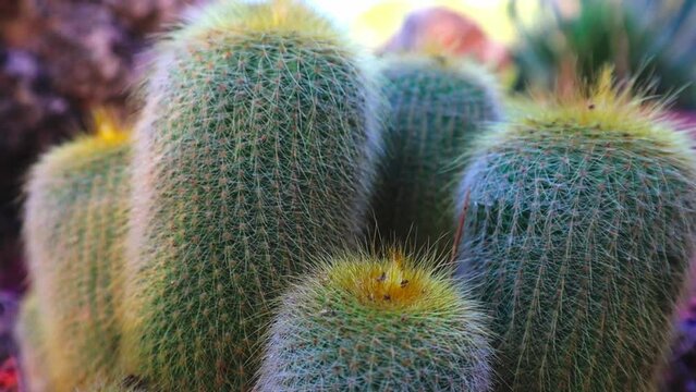 Parodia leninghausii is a species of South American cactus commonly found as a houseplant. Common names include lemon ball cactus, golden ball cactus and yellow tower cactus. Cactuses in a sunny light