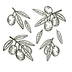 
Branches with leaves and fruits of olive. Set of isolated hand drawings for design. Isolated vector illustration on a white background.
