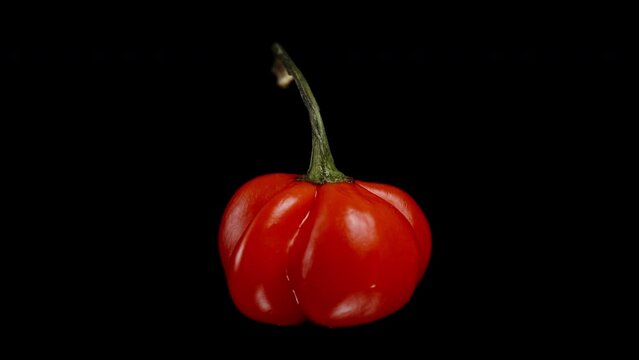 A red mini pepper of The Star of Turkey variety rotates on a black background. Isolated, close-up view.
