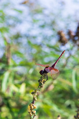 Crimson marsh glider. Close up of red dragonfly on grass stem.