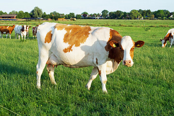 White and brown cow looking around in green pasture - obrazy, fototapety, plakaty