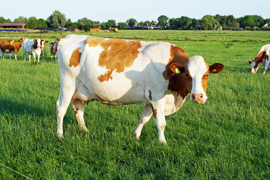 White and brown cow looking around in green pasture