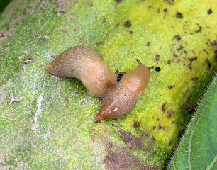 Slugs (molluscs of the gastropod class)  on vegetable crops