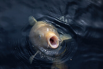 A huge koi carp in a pond in a garden outdoors