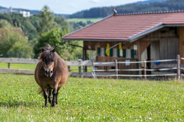 A cute shetland pony on a pasture in summer outdoors