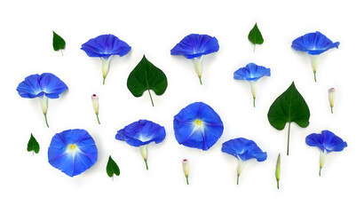 Blue flowers Ipomoea ( bindweed, moonflower, morning glories ) on a white background. Top view, flat lay