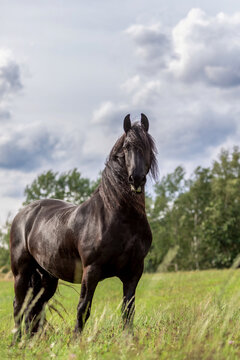 A beautiful friesian gelding on a pasture in summer outdoors