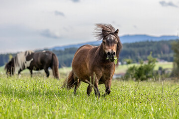 A cute shetland pony on a pasture in summer outdoors