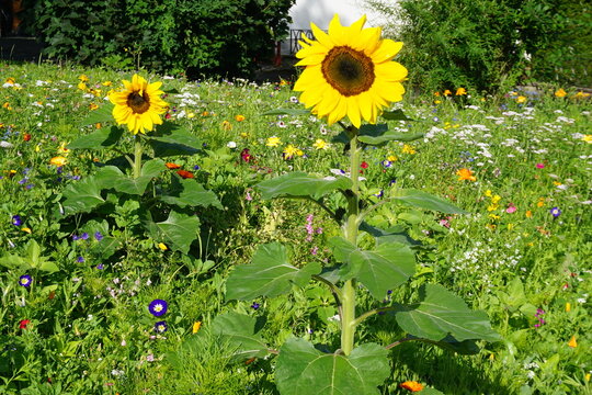 Bunte Blumenwiese mit zwei Sonnenblumen bei Sonne am Morgen im Sommer