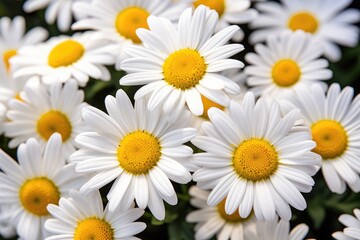 Obraz premium Beautiful Daisies in the Forest