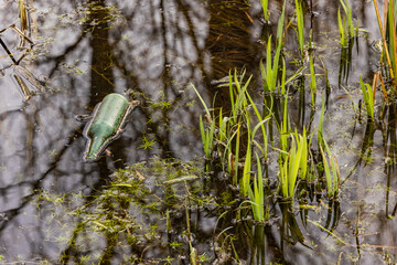 A green glass bottle floats in a stream as garbage