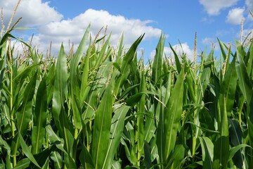 Fototapeta premium Grünes Maisfeld vor blauem Himmel mit weißen Wolken bei Sonne am Morgen im Sommer