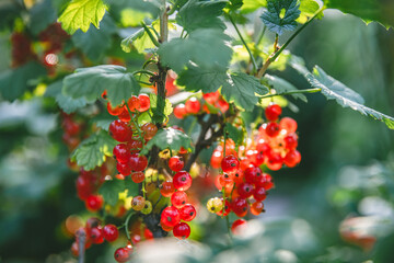 Beautiful clusters of red currants in the sun. harvest, garden, agriculture