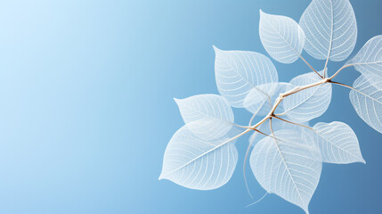 A graceful, pale white leaf with intricate skeletal patterns set against a soft, light blue background adorned with circular bokeh. An evocative and artistic representation capturi 