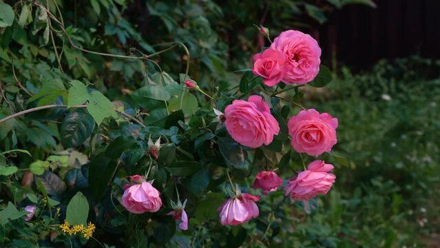 A rose bush in the garden of a country garden, beautiful flowers swaying in the wind, focus on the background,video,Timelapse.