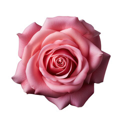 pink roses, isolated on transparent background,