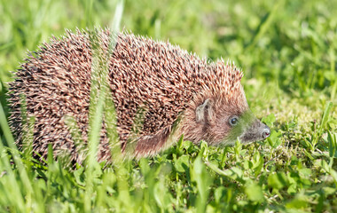 Hedgehog, wild animal with cute nose close up. Native European adult little hedgehog in green grass.