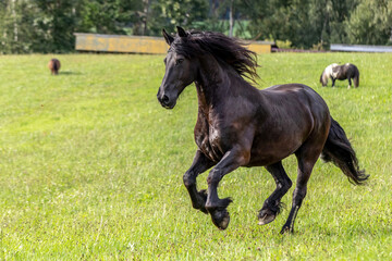 Portrait of a pretty friesian gelding on a pasture in summer outdoors