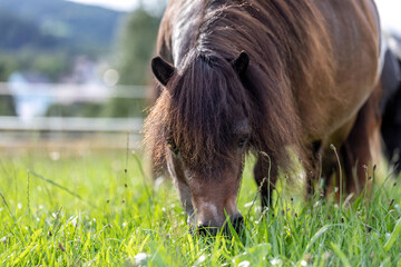 A shetland pony grazing on a pasture in summer outdoors