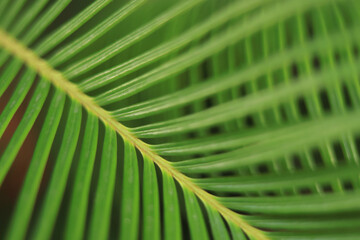 Tropical palm leaves. Floral background. Close up green palm leaf texture. Beautiful light shadow on a palm leaf. Leaf texture. Tropical plant branches on blurred  background. Striped palm foliage 