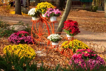 Fotobehang Decorative vintage bicycle shape stand with  chrysanthemums in autumn park © olyasolodenko