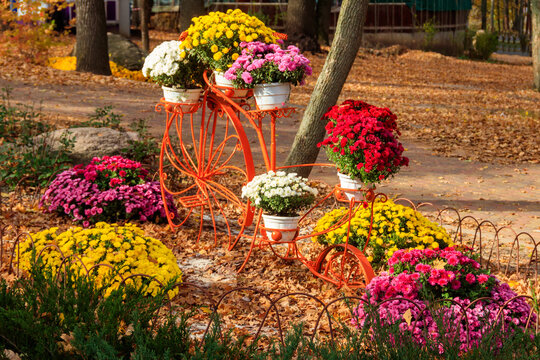 Decorative vintage bicycle shape stand with  chrysanthemums in autumn park