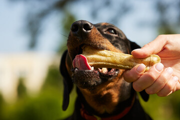 happy dachshund dog with a bone on a sunny day in the park