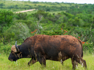 Cape Buffalo grazing in the prairie, Addo Elephant National Park, South Africa