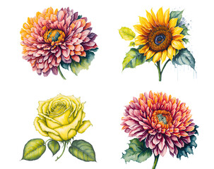 Set of Watercolor Flowers: Roses, Sunflowers, and Wildflowers on Transparent Background Illustration