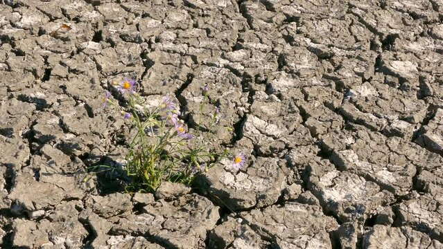 Plant with flowers sprouted in the cracked and dried earth. There is still hope. Cracked soil surface natural disaster - global warming. Drought - environmental damage, climate change