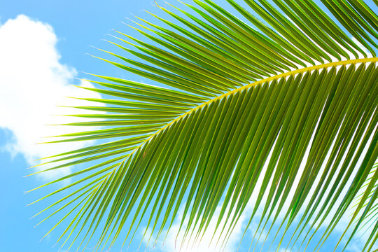 Palm green leaf against a blue sky with clouds. Tropical background