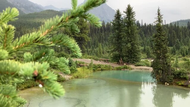  Ink Pots, Banff Alberta. Rain-kissed landscapes come alive in a dance of colors. Verdant meadows and crystal-clear pools blend seamlessly under a soft drizzle, in a masterpiece of tranquility.