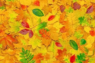 Colorful leaves pattern autumn leaves background. Red fall leaves on ground forest fall season background. Colorful forest abstract autumn background fall nature autumn foliage park. October, november