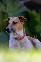 A white and brown spotted female dog, with pink collar in the garden. Animal world. Pet lover. Dog lover. Animals defender.
