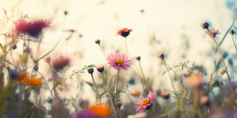flowers in the field